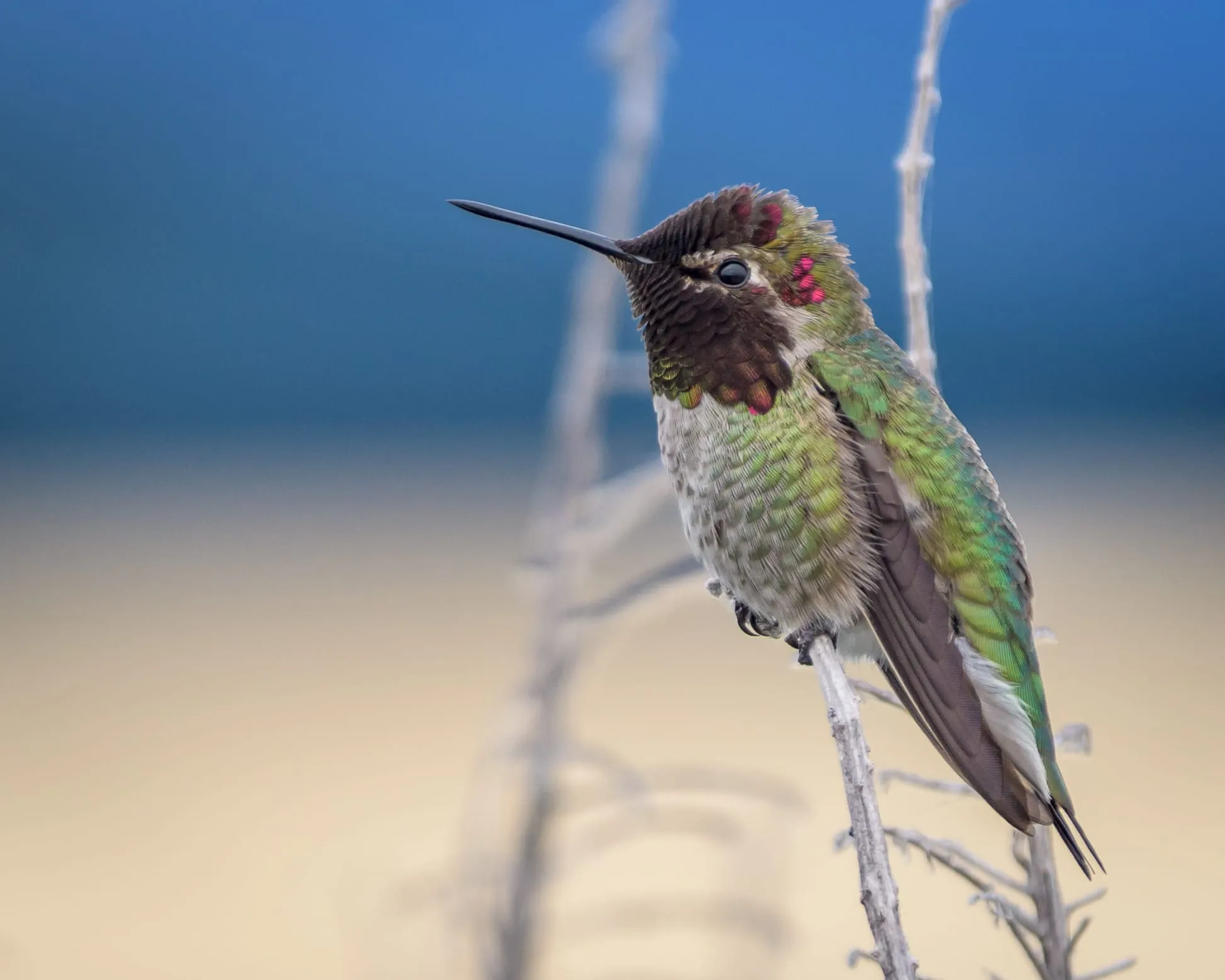 Male Anna's Hummingbird perched on a bare twig, its rose-red head and throat catching the light.