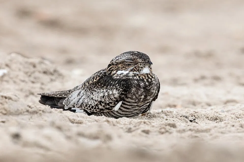 Bird VR quiz bird