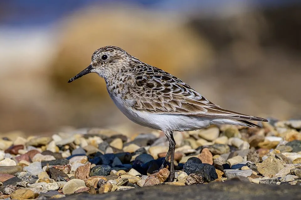 Baird's Sandpiper standing on a pebbly shore, showing its long wings, scaly brown back, and black legs.