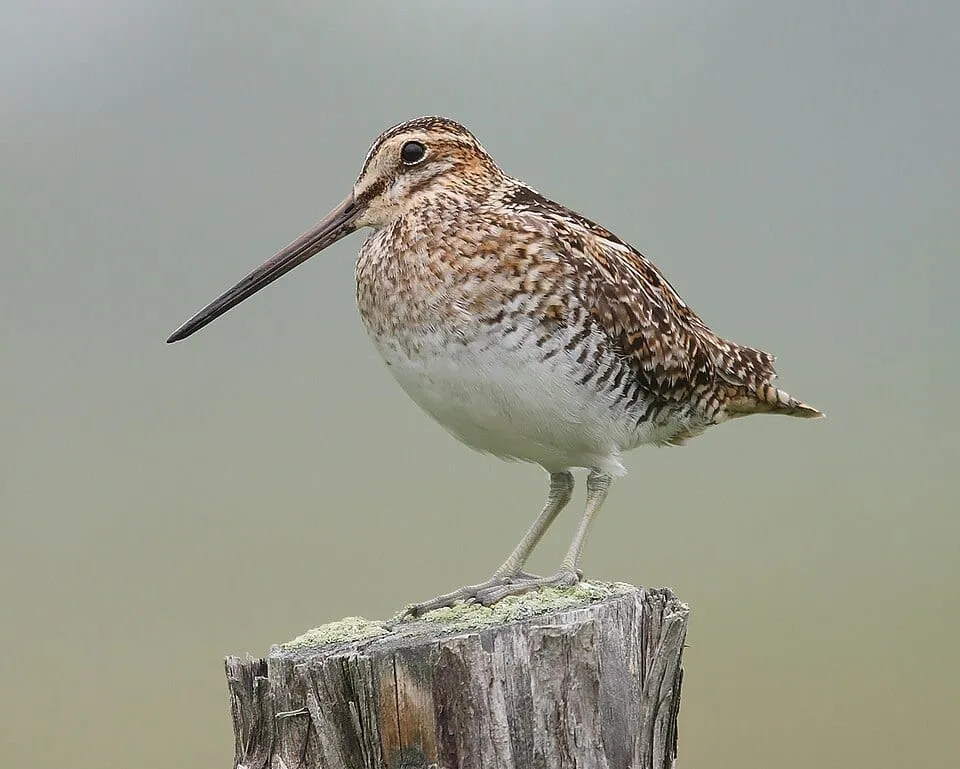 Bird VR quiz bird