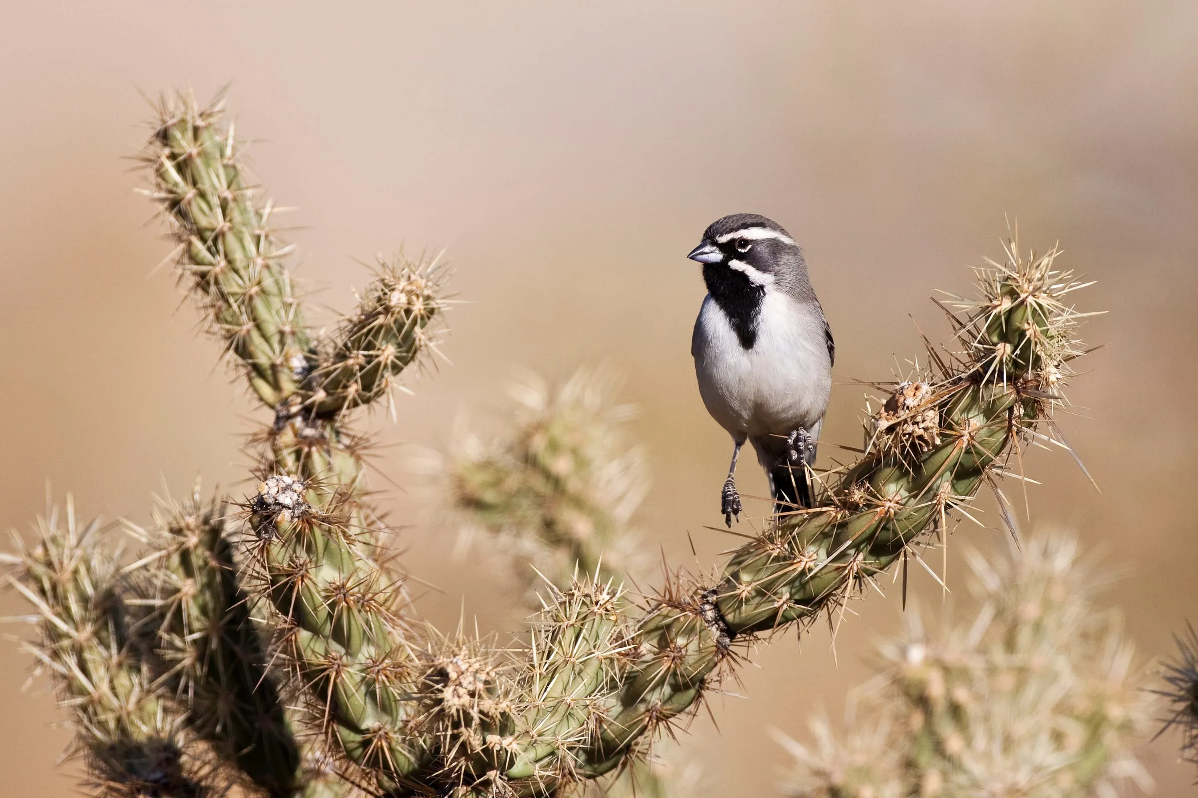 Black-throated Sparrow perched on a cholla cactus, its black bib and white face stripes sharp.