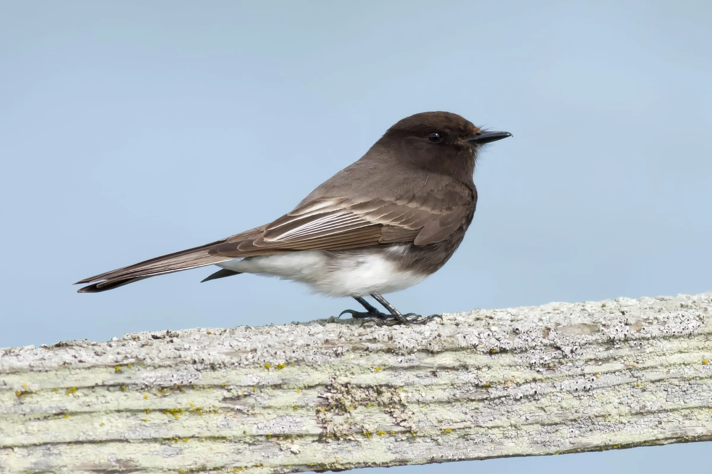 Black Phoebe perched on a weathered wooden rail, dark above with a white belly.