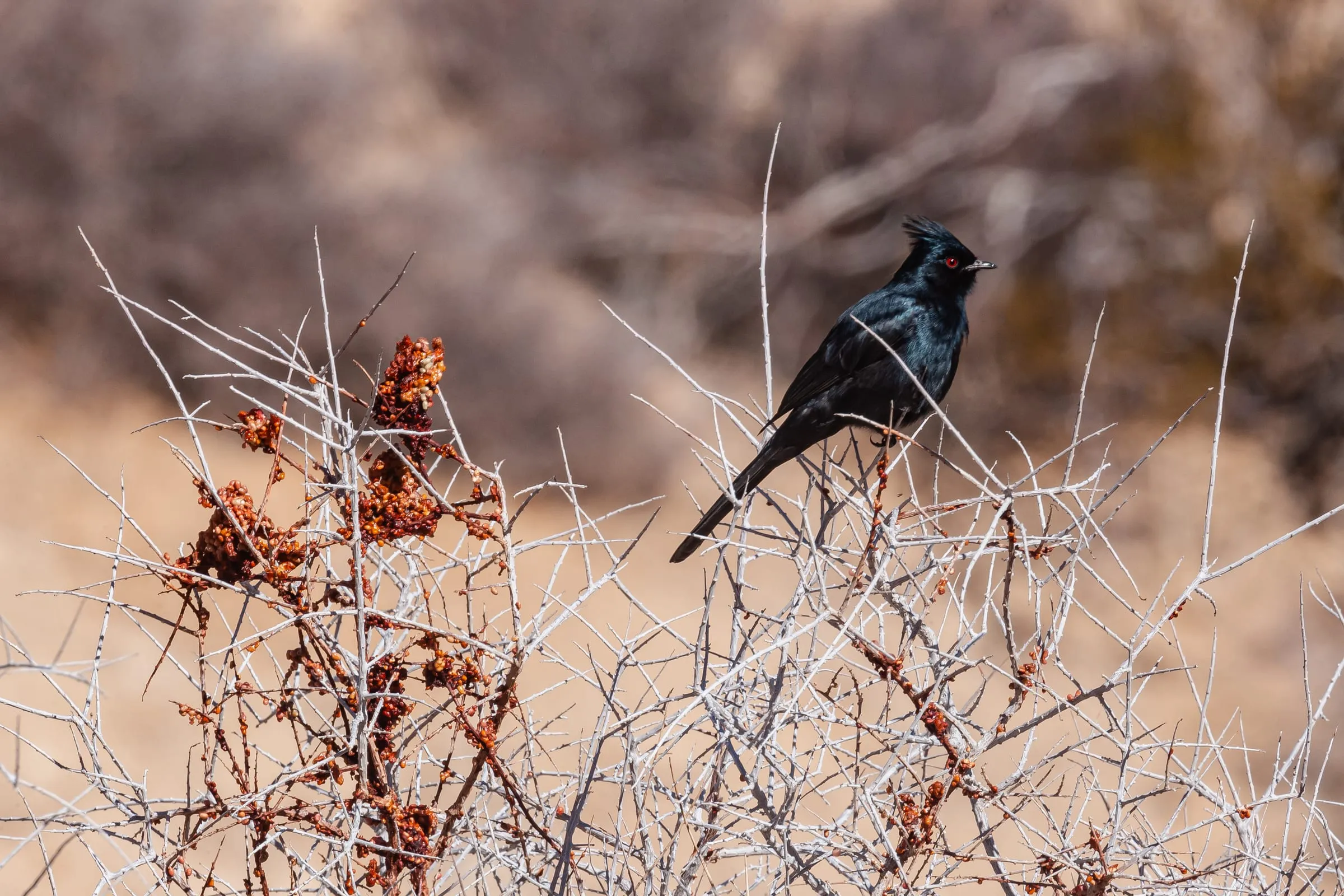 Male Phainopepla, glossy black with a crest and red eye, on top of a thorny desert shrub.