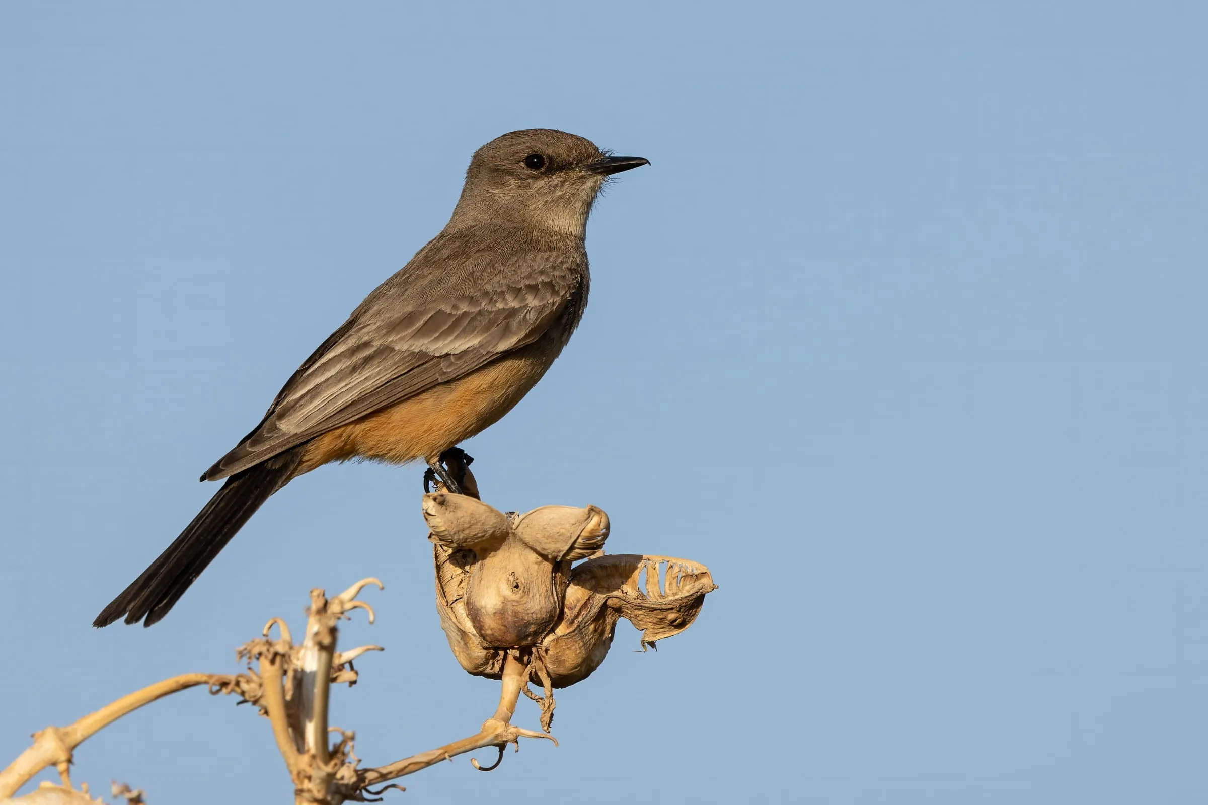 Say's Phoebe perched on a dry yucca pod, showing its gray-brown back, black tail, and rusty belly.