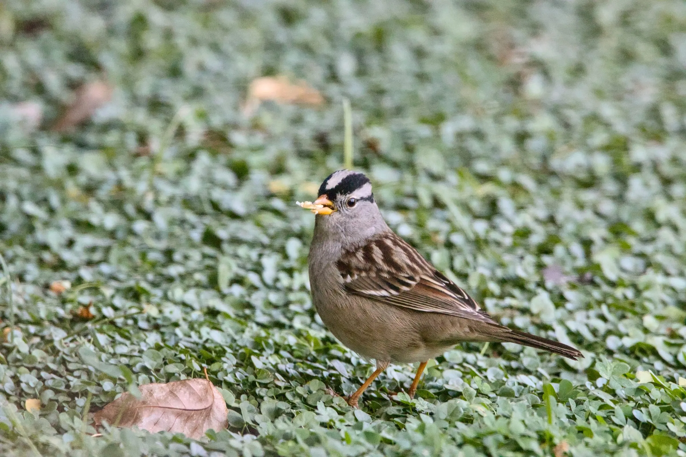 Adult White-crowned Sparrow on green ground cover, its black-and-white striped crown clear.