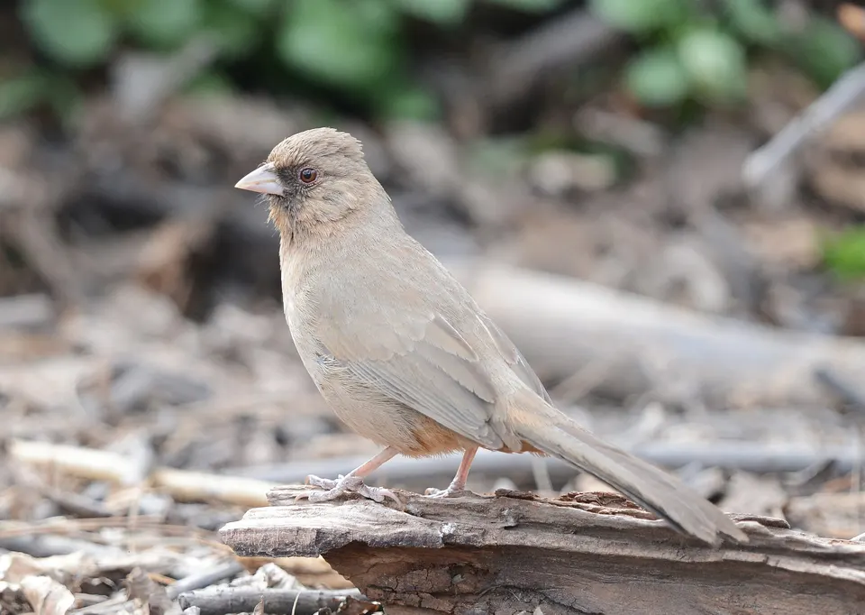 Bird VR quiz bird