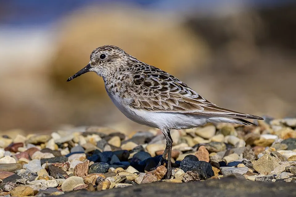 Bird VR quiz bird