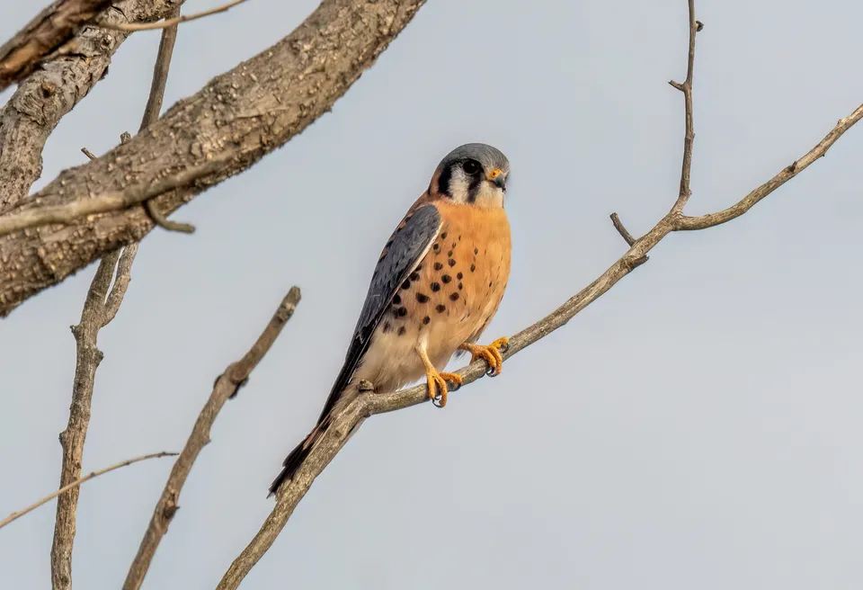 Bird VR quiz bird