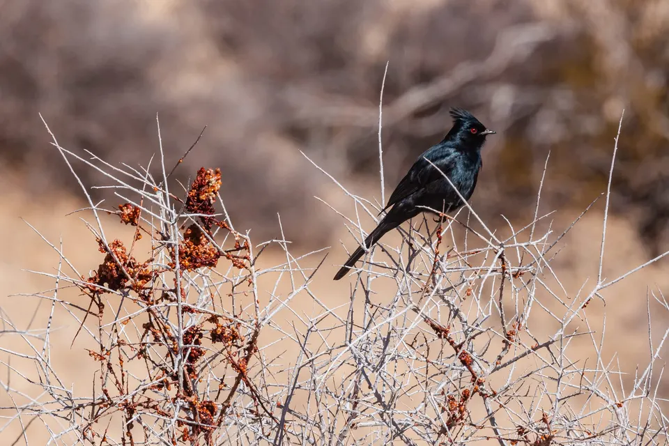Bird VR quiz bird