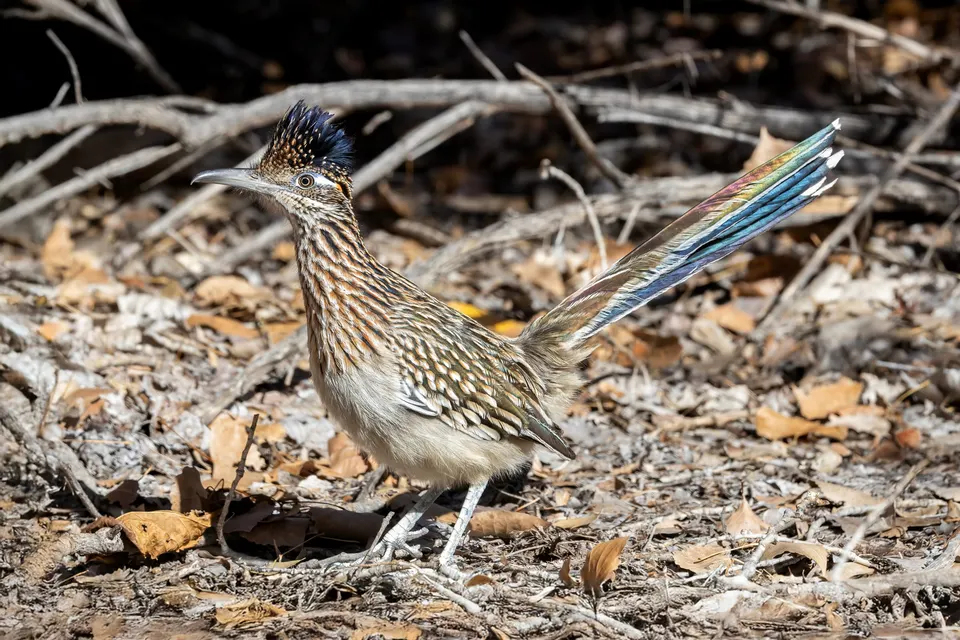 Bird VR quiz bird