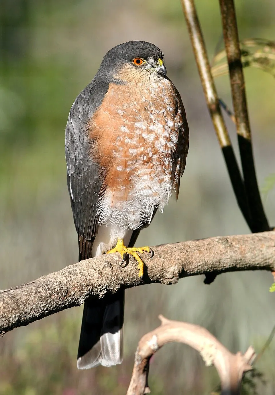 Bird VR quiz bird